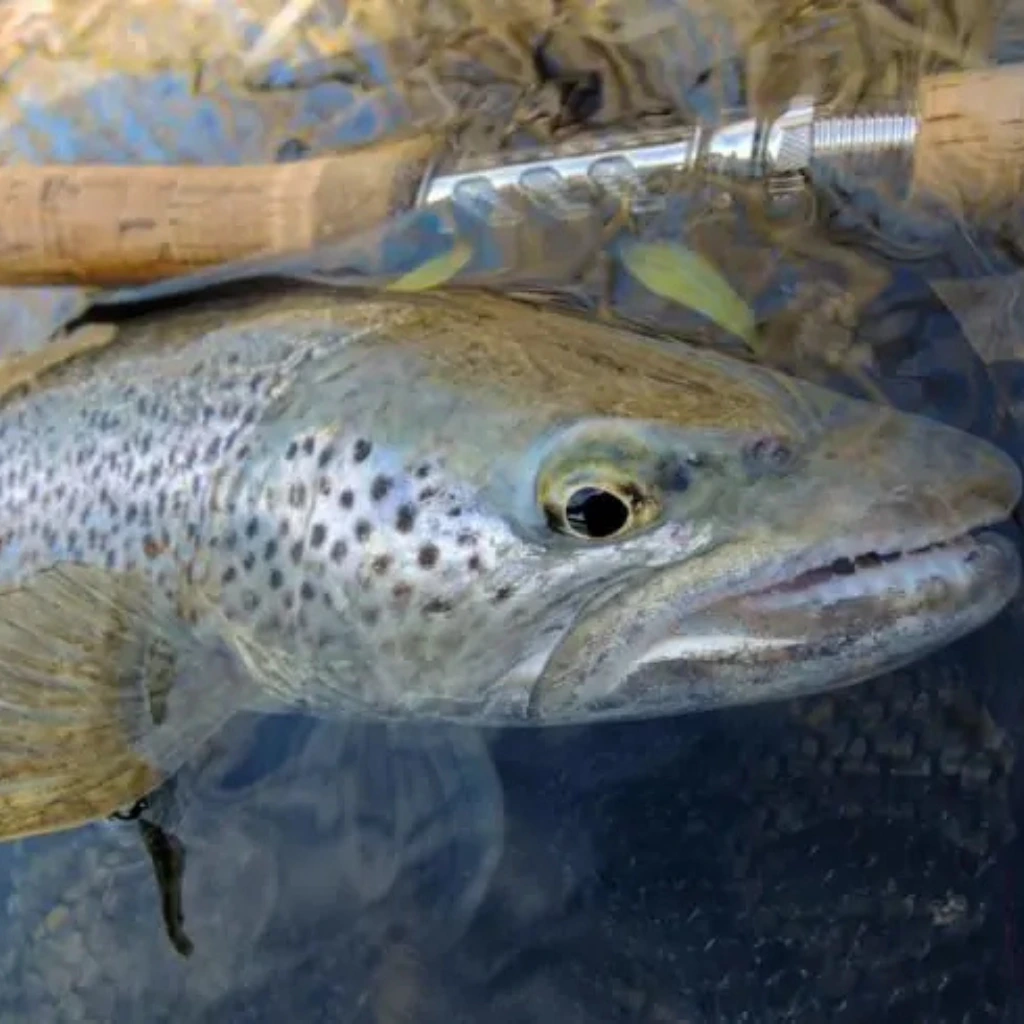 Wild Brown trout Caught in Spain