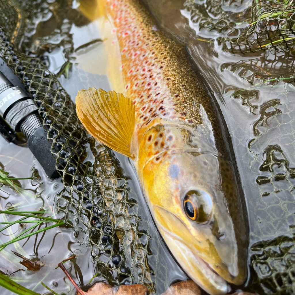 River usk wild brown trout nin net