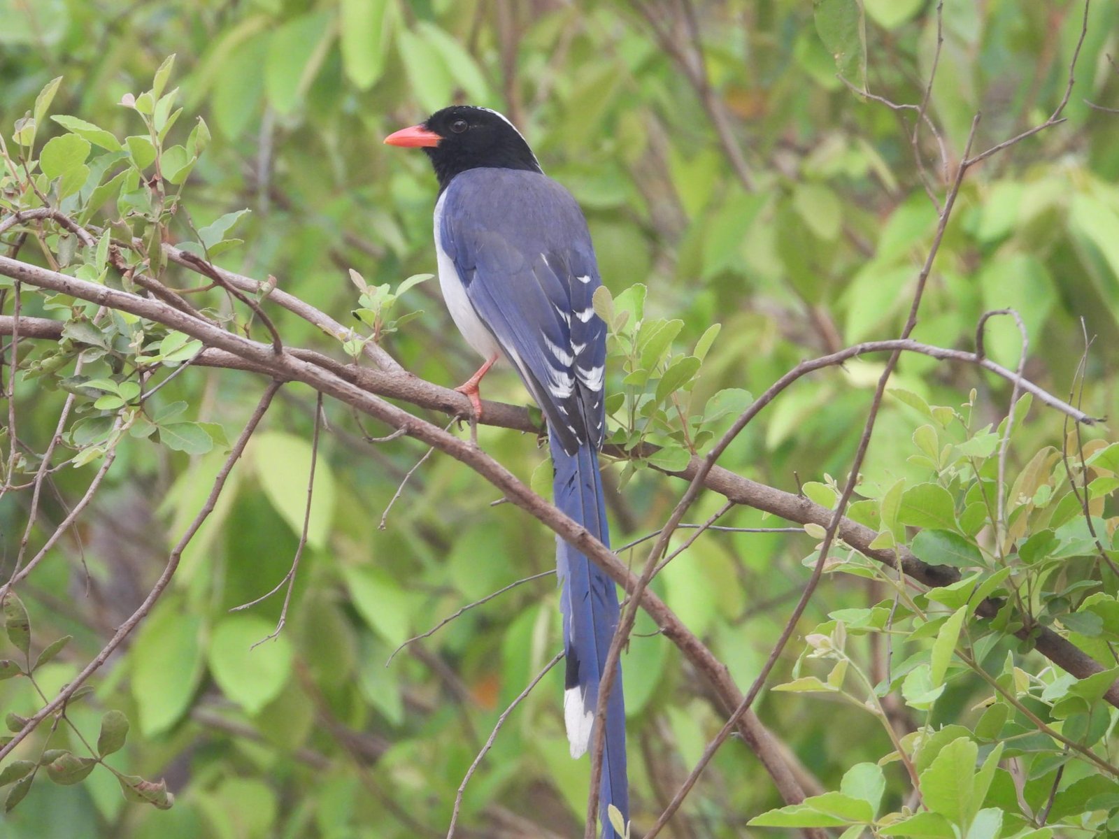Pancheshwar Bird Red Billed Blue Magpie (1)
