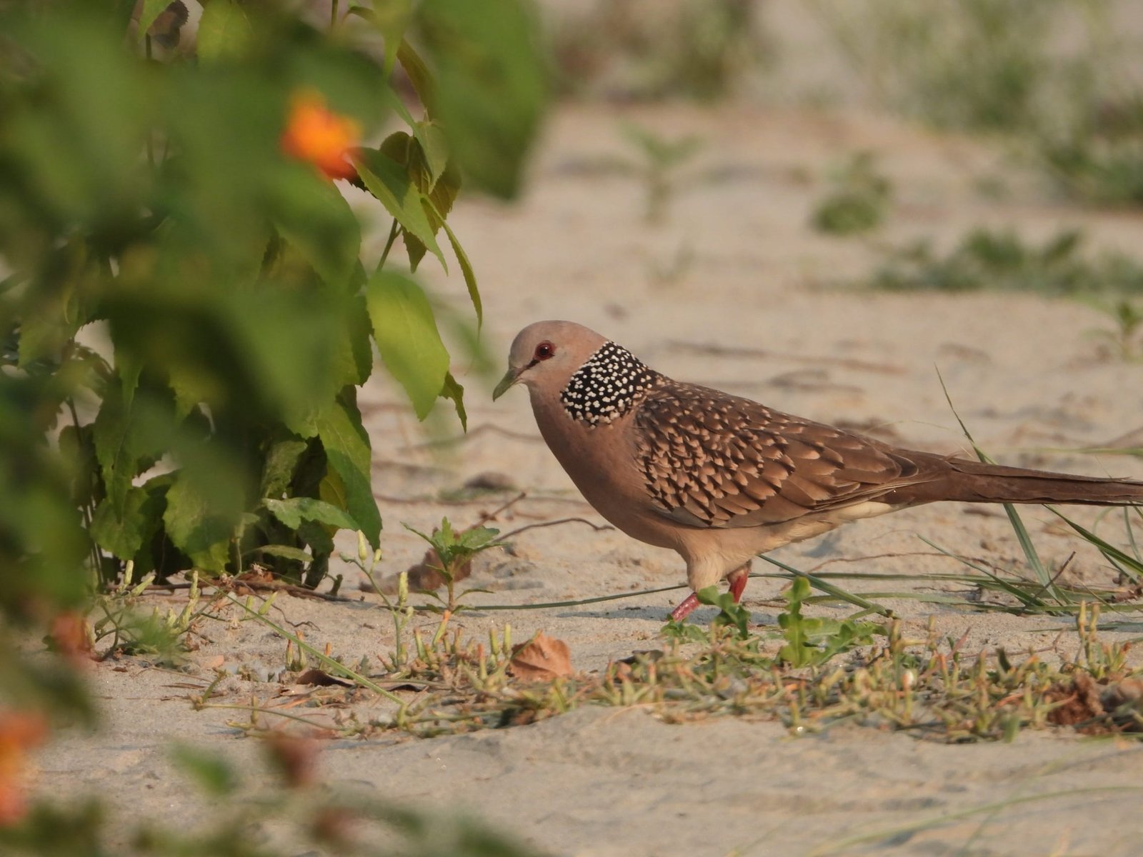 Pancheshwar Bird Spotted Dove