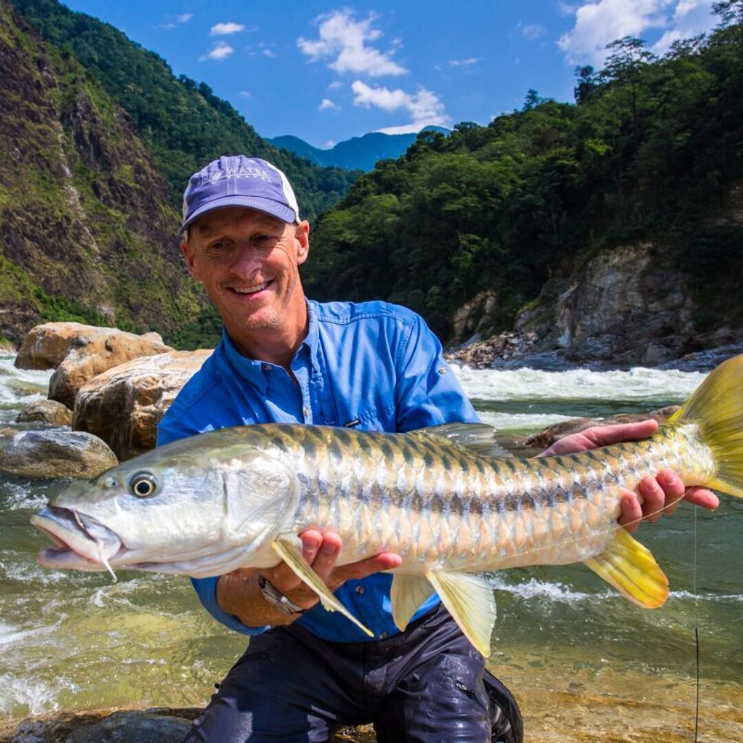 Fly fishing caught golden masheer