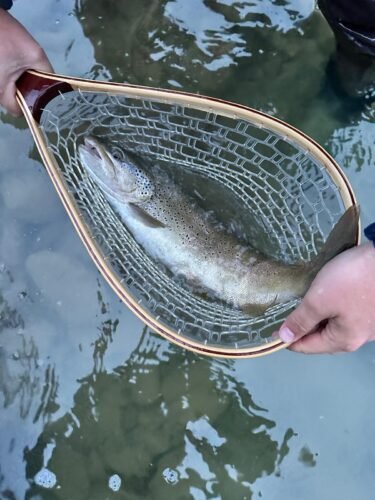 Rio Irati trout