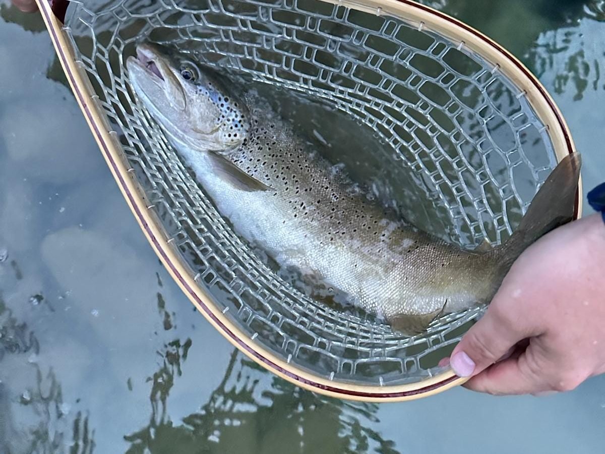 Rio Irati trout
