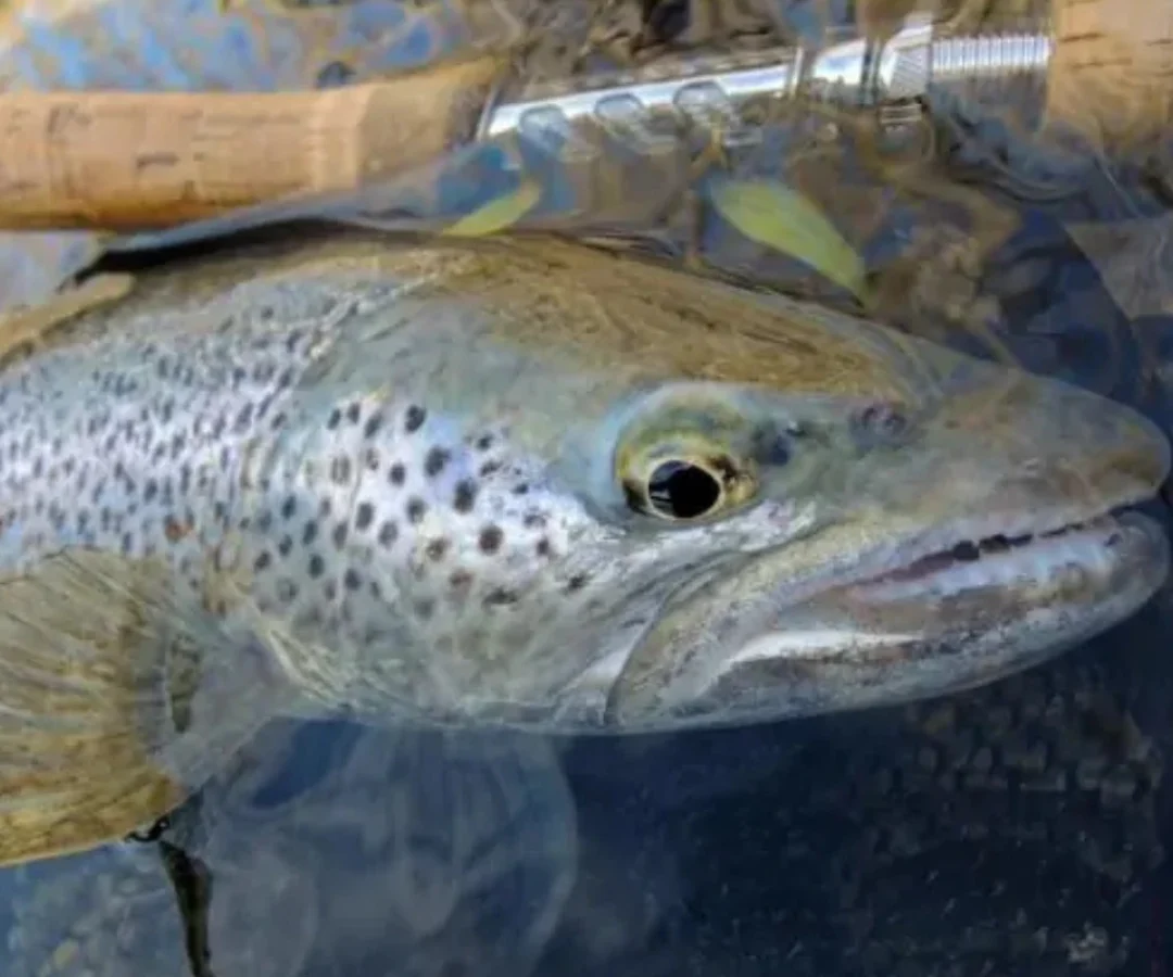 Wild Brown trout Caught in Spain