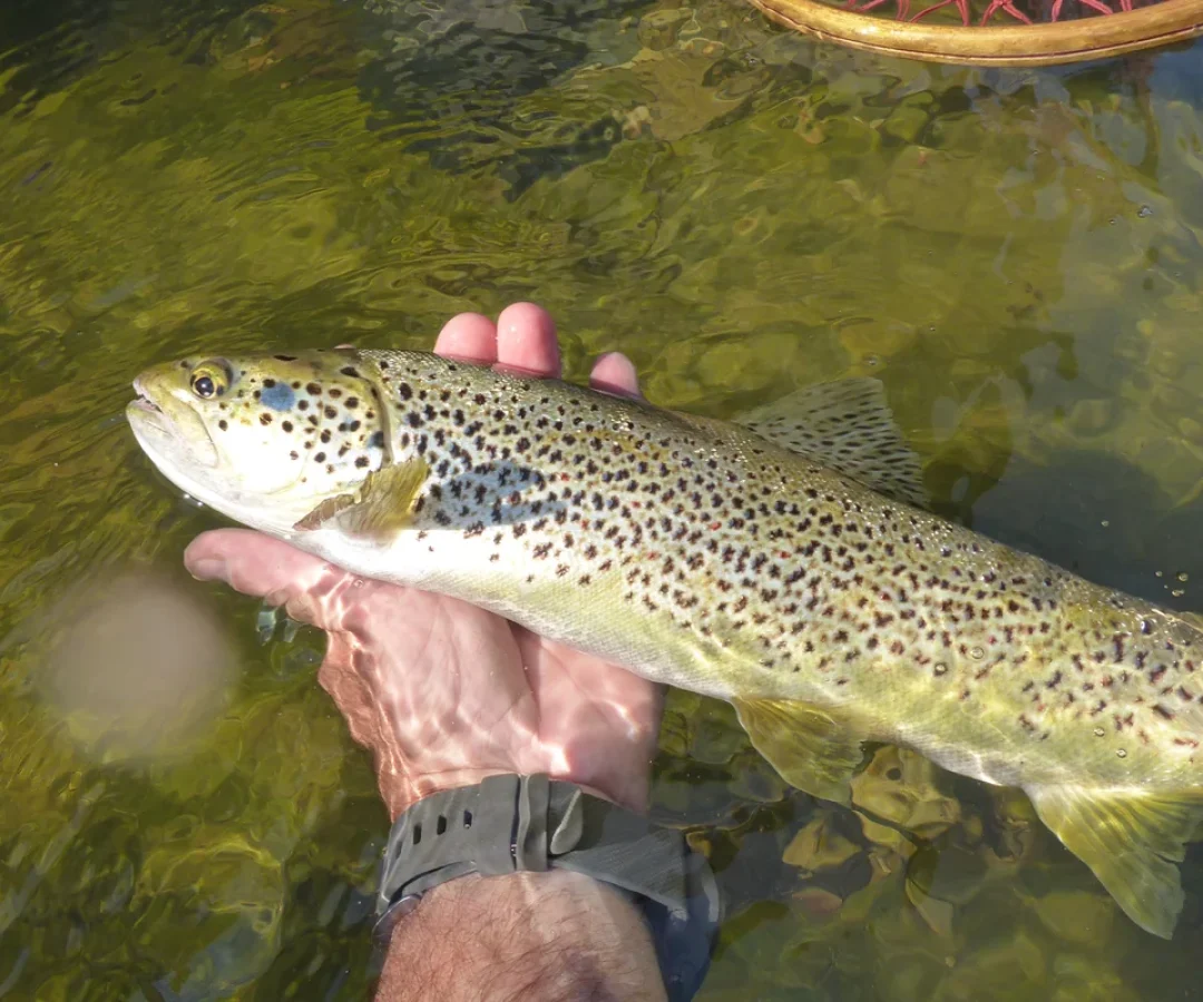 basque-wild-brown-trout-in-hand