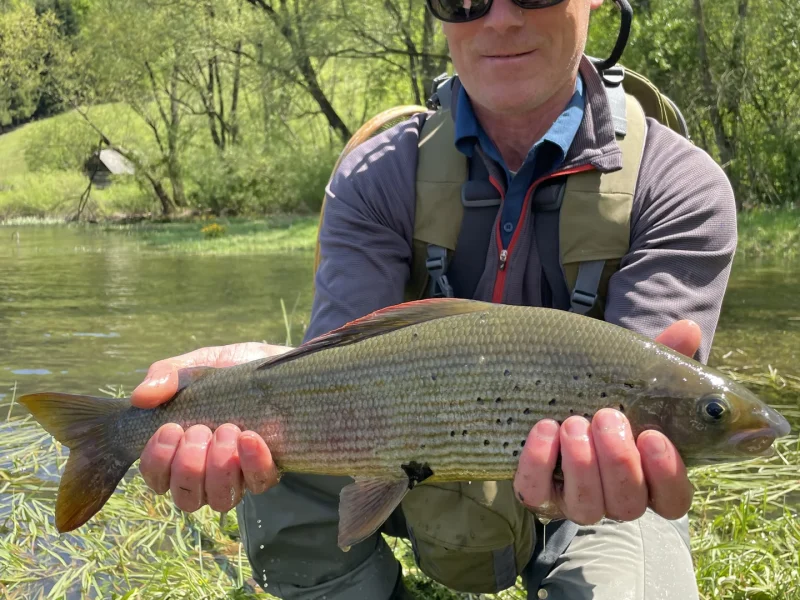 bosnia-large-grayling-meadow