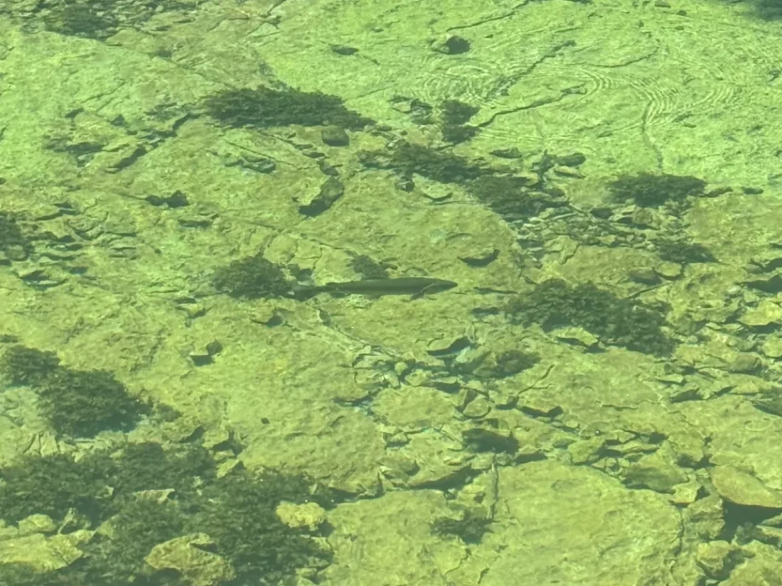 bosnia-river-clear-water-weed