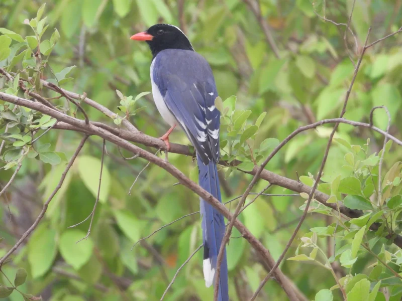 india-gallery-red-billed-blue-magpie