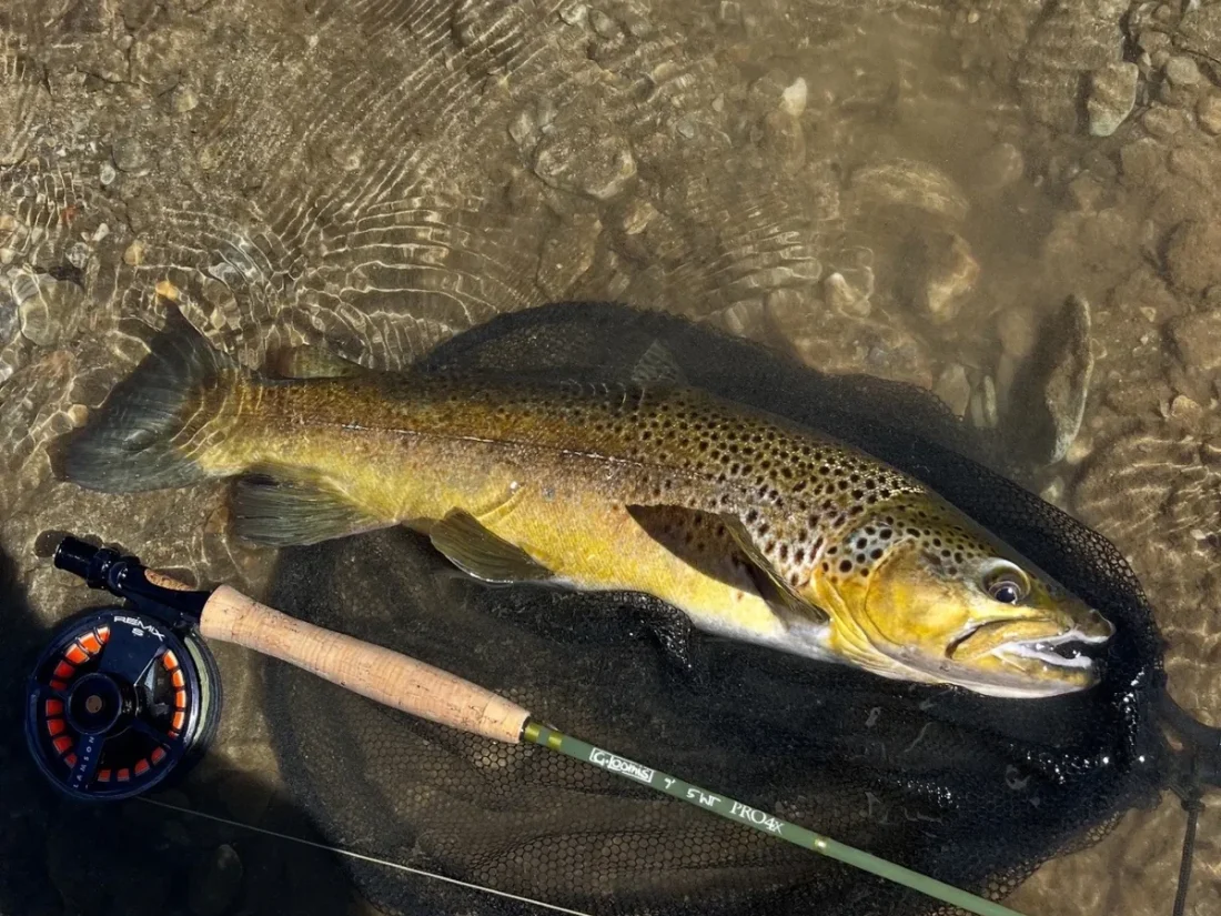 nz-qt-dryfly-brown-trout-net-rod-reel